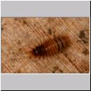 Megatoma undata - Kaeferlarve 01 6mm.jpg